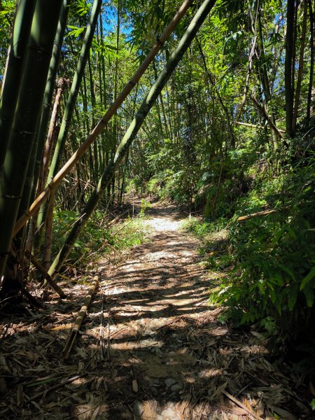 2024-08-22 澀水森林步道2578460