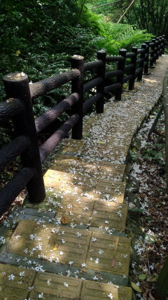 高峰植物園684203