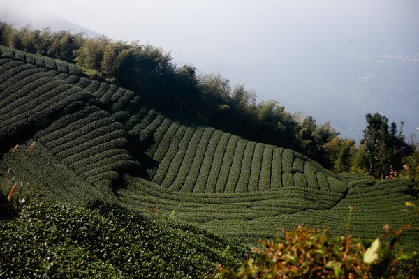 雲嘉七連峰 2025年12月2968924