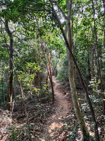 【新竹縣新埔鎮】飛龍步道2833132