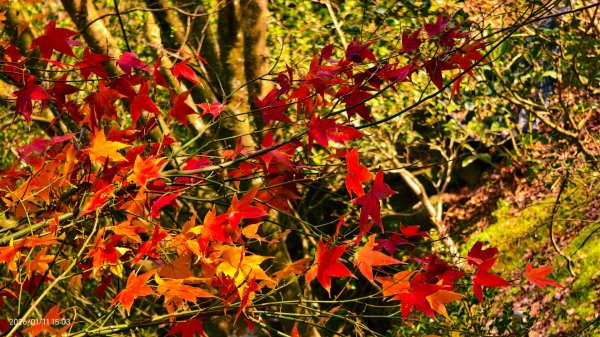 #花卉試驗中心 #永公路500巷 #平菁街42巷 #原住民公園 #士林官邸 1/42980383