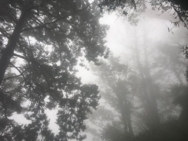 觀霧檜山巨木森林步道171701