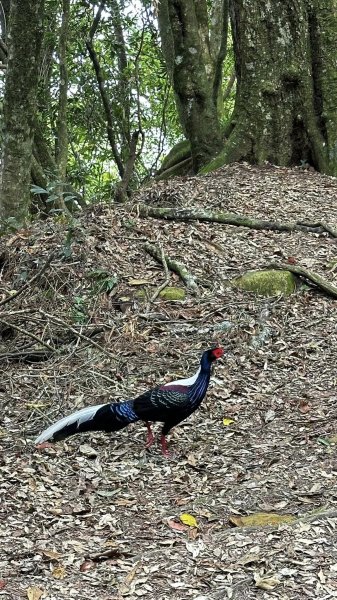 米堤香蕉園-鳳凰山-鳳凰南峰（台寅山） -金柑樹山-金柑樹山西北峰-領頭山東峰-忘憂森林2551816