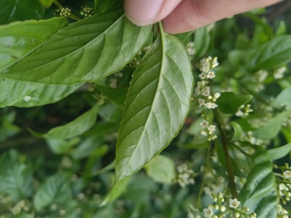 梅山鄉撿山頭2449446