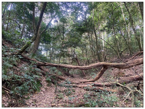 加里山前山隘勇線、騰龍山、橫龍山 連走3027645