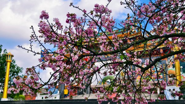 #綠繡眼 訪花 #吉野櫻 #天元宮 #楓樹湖 03162736723