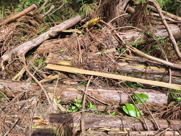 [百山百鳥尋旅-05/15] 2025_0830 溪頭賞鳥步道_銀杏步道2875562