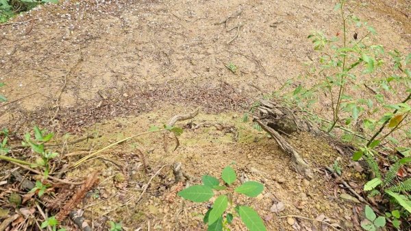 20260417白石下山-金山西峰-蕩跋山-劉家界山-老社寮山-新富山O行3041764