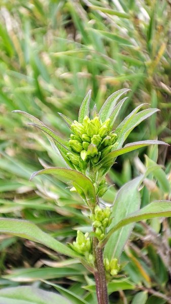 合歡山群峰（南峰、石門山、尖山、東峰）2626816