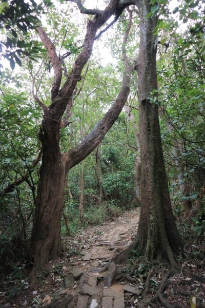 〔內湖〕文間山，劍南蝶園，劍潭古寺，婆婆橋 鄭成功廟步道2249269