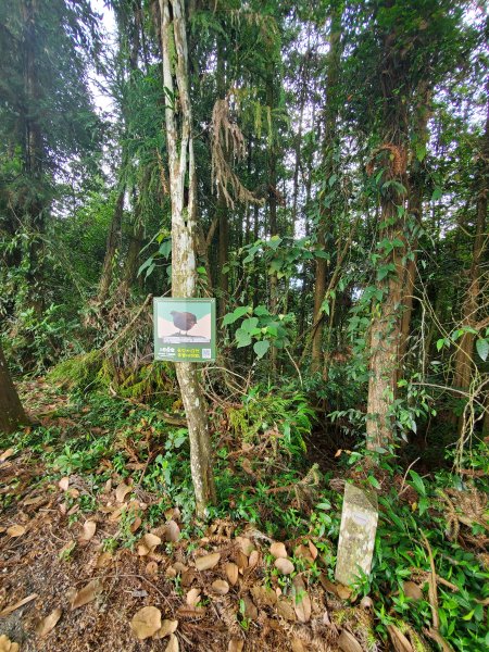 【南投|貓囒山】1049764