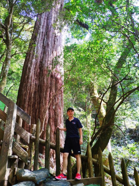 拉拉山神木群饗宴1149204