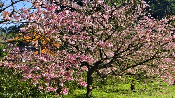 追花是簡單的快樂，賞花是恬淡的幸褔 1/292990551