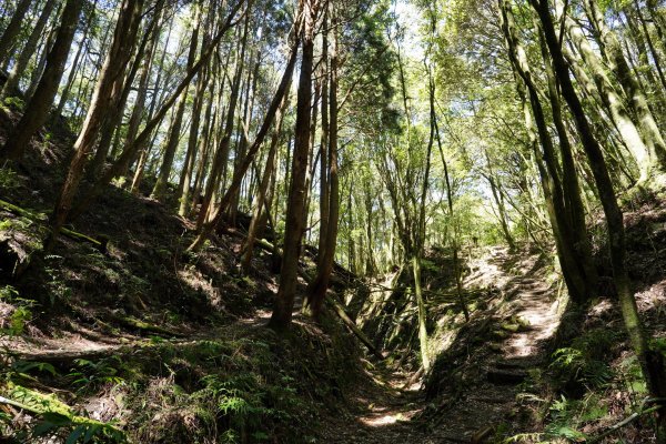 台中 和平 馬崙山2796971