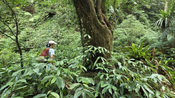 享受台北近郊陽明山小秘境楓林瀑布的清新芬多精2996558