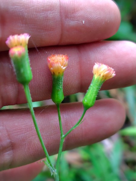 苗栗關刀山2975051