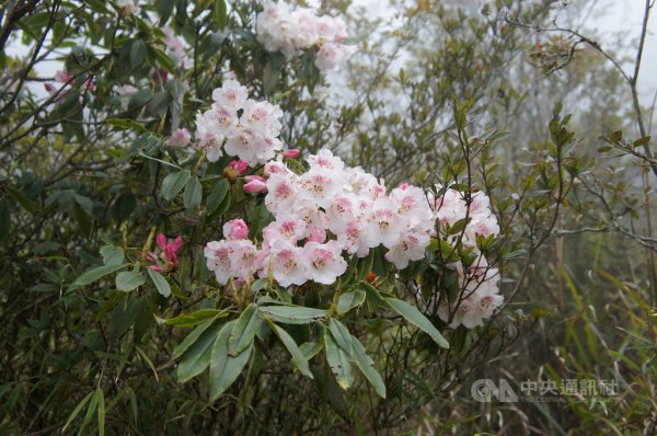 【新聞】玉山杜鵑分布廣 塔塔加到玉山主峰都可見