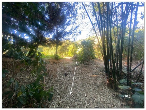 乞食崙 ( 台中/大肚山 )2937403