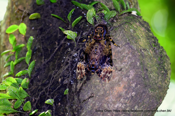 看到「鬼」了，鬼臉現身、驚喜與震撼 2025 D0730 鬼面天蛾