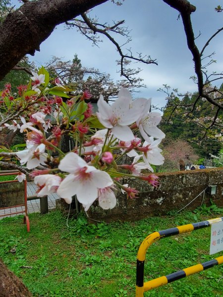 阿里山大塔山899520