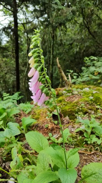 2025/7/12、7/13 西巒大山2839185