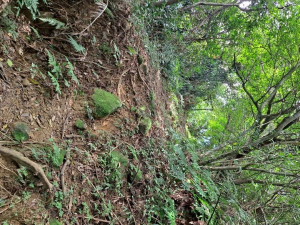 20240131瑞芳四秀：白象山→秀崎山→瑞芳山→龍潭山2443799