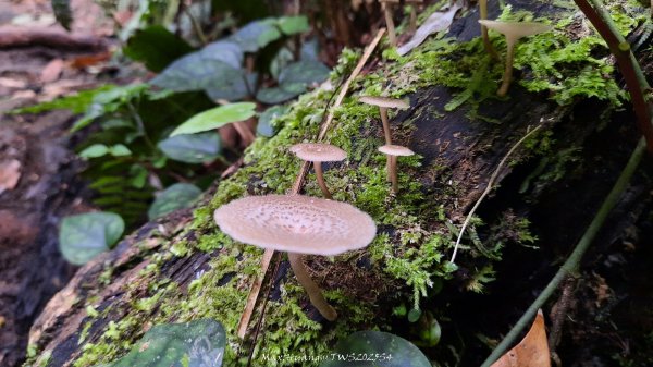 《新竹》斷崖神木｜北得拉曼步道小P繞202510172917551