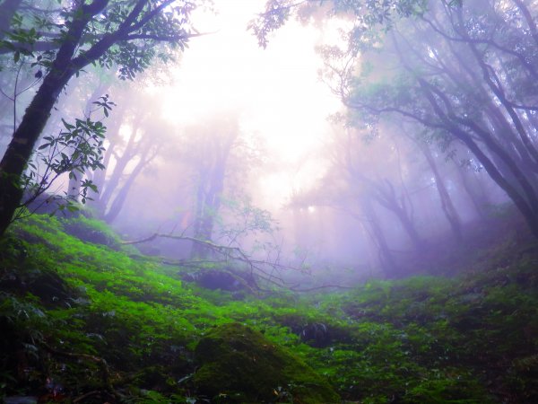 【新竹】觀霧迷幻森林：檜山巨木群步道1111960