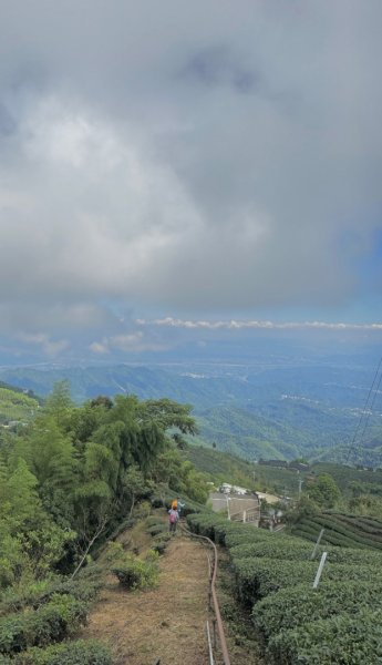 羊彎上武岫大崙山茶園尋山頭2824923