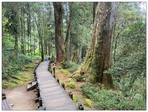 阿里山神木群棧道2771596