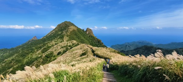 #半屏山 #芒花 11/262946023