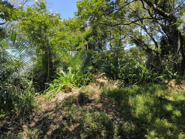 20250815微笑山線大棟山系百年大榕樹段2859916