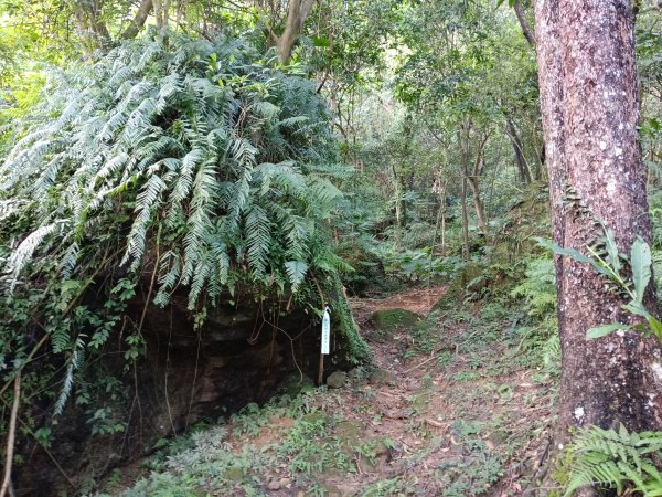 五堵獅頭山無菸步道2969488