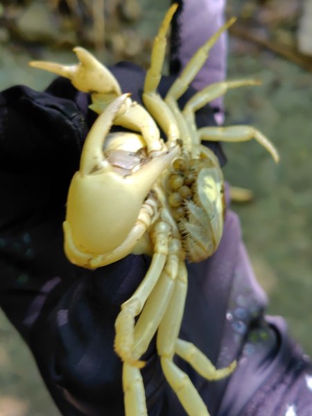 西阿里關山2823114