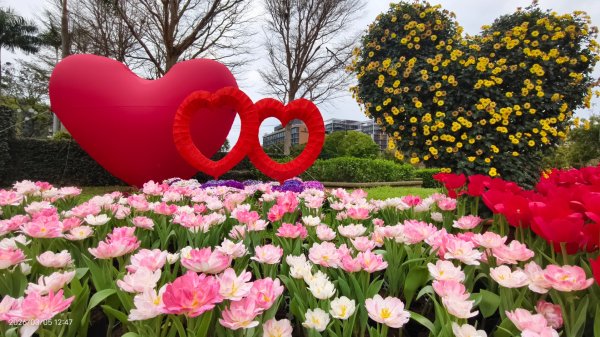 #士林官邸 #鬱金香 #碧山巖 #椿寒櫻 #國父紀念館 #八重櫻 3/5 #三層崎 #嗄嘮別 3/6