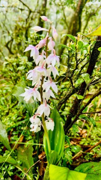 卡保石壁一葉蘭（耘夢谷上逐鹿山下O走）2809554