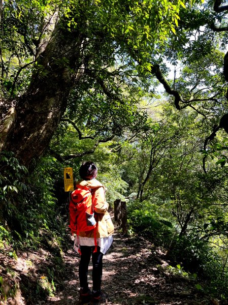 走遍陽明山：人車分道系統｜遇見霸王七葉一枝花2062846