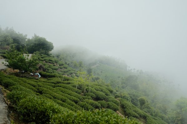 【雲林-嘉義】挑筍古道，車心崙步道897764
