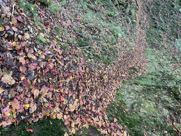 20241221 霞喀羅二天一夜露營賞楓2711942