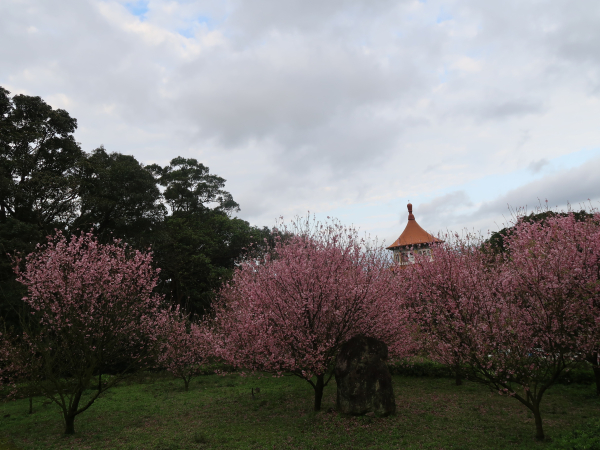 天元宮 (賞櫻花) 楓樹湖步(古)道 (賞木蘭花) 桃花源2號 (賞櫻花) 跤頭趺崙步道