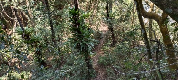 20220312_馬那邦山 細道邦山南峰 細道邦山1637081