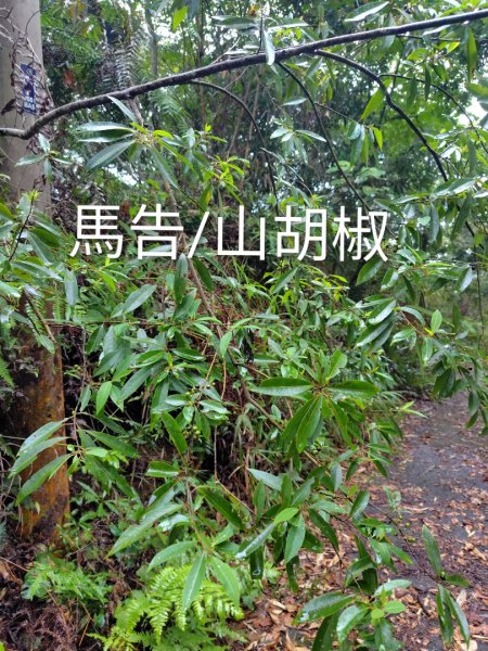 關刀山西峰 關刀山 關刀山東峰 西關刀山北峰 西關刀山北北峰2891031