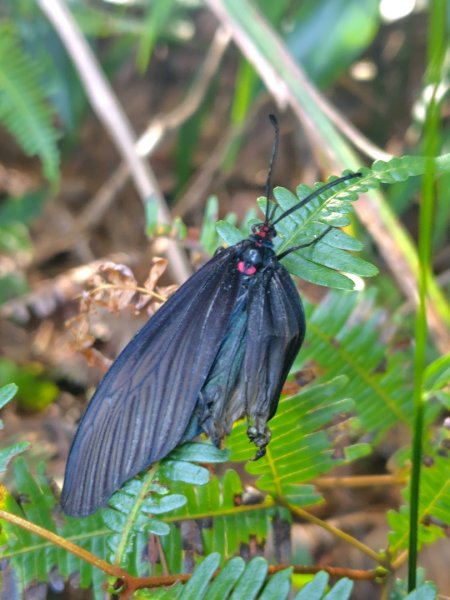 唐麻丹山 蝴蝶谷2918824