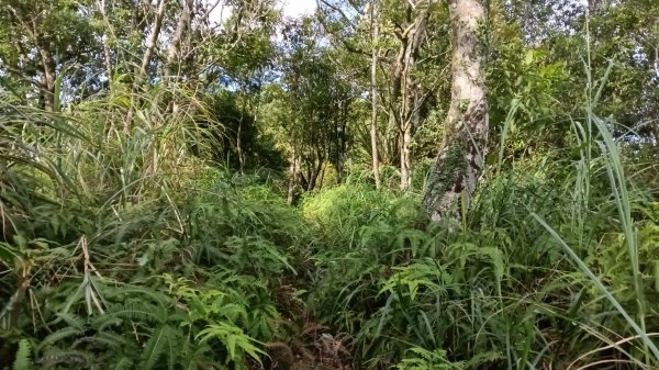 坪林區金瓜寮土地公-火炎山東峰-火炎山-火炎山南峰-金瓜寮土地公O型3138289
