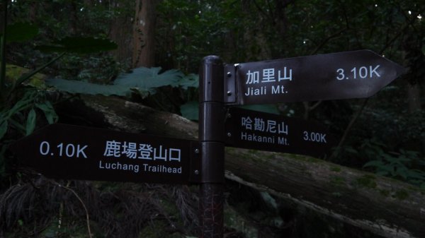 加里山登山健行趣(小百岳42)1527206