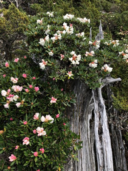 202505八大秀2874053