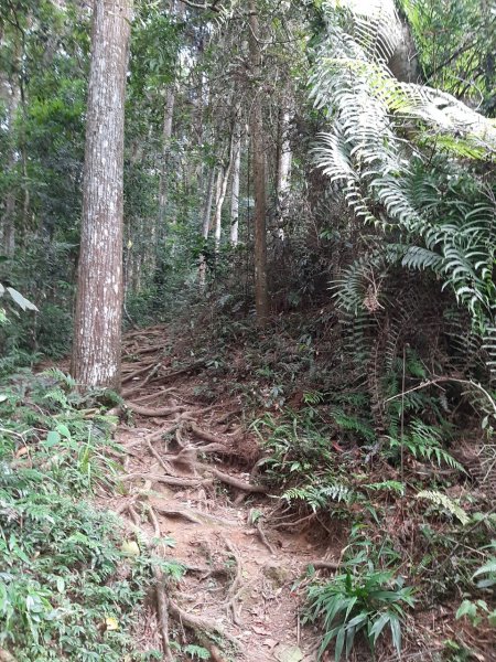 溪頭山、竹崙山、志騰山3山連走1484351