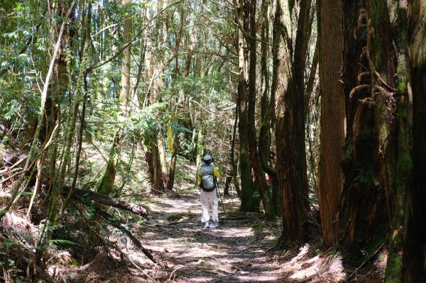 雪見大板根2924717