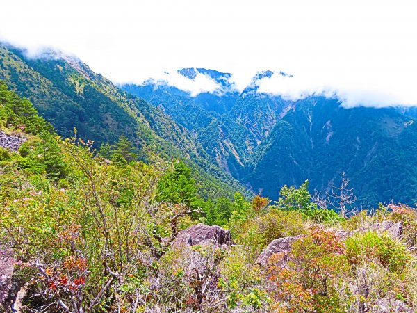 攀上台灣之巔，賞高山花海及島嶼天光1011758