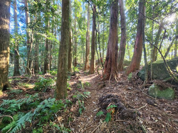 20260118騰龍山加里山O型2997515